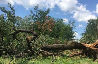 Коневец загуби най-стария от трите вековни дъба