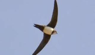 Приказка за майките, защото трябва - "Най-хубавото птиче"