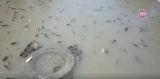 Хиляди риби измряха и още измират в нарочно пресушеното корито на Тунджа в Ямбол.