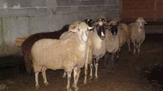 След като БАБХ е действала напълно законно, ЗАЩО ОТМЕНИХА поръчката за доставка. Незаконно ли?