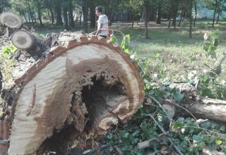 Започна разчистването на опасни дървета в